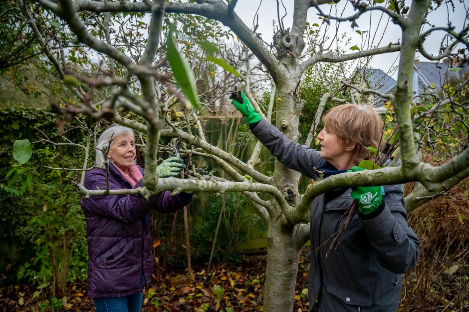 A woman and an elderly woman are engaged in garden maintenance among the branches of a deciduous tree in an outdoor garden setting. The elderly woman, wearing a purple quilted jacket, grey hair, prote