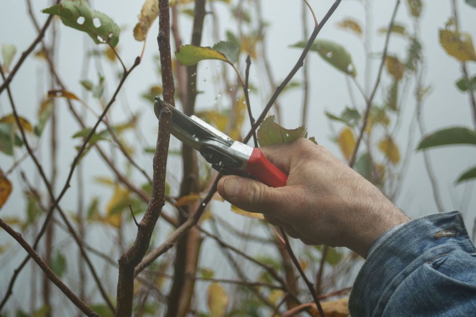 A woman and an elderly woman are engaged in garden maintenance among the branches of a deciduous tree in an outdoor garden setting. The elderly woman, wearing a purple quilted jacket, grey hair, prote