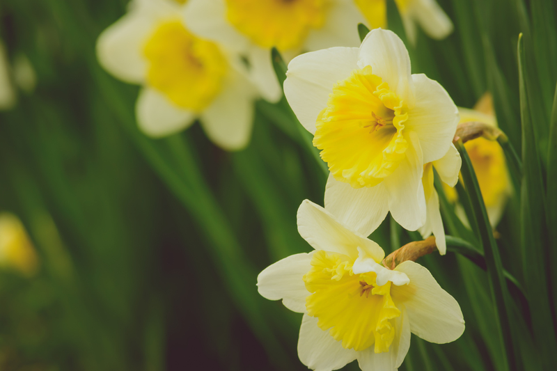 landscape design garden